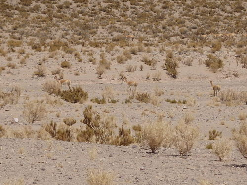  Vicu&ntilde;as.